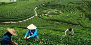 چای ماچا چیه